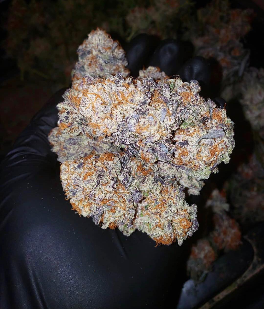 Granddaddy Purple (GDP)